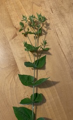 Eupatorium rotundifolium