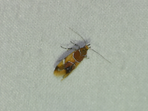 Orange-headed Callima Moth photo 5