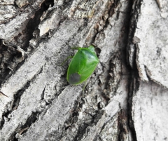 Glaucias subpunctatus