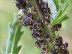 Metopeurum fuscoviride