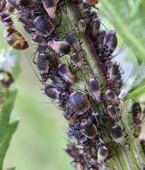 Metopeurum fuscoviride