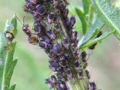 Metopeurum fuscoviride