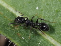 Temnothorax rottenbergii