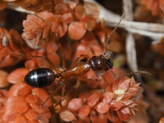 Camponotus nylanderi