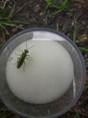 Rhogogaster chlorosoma