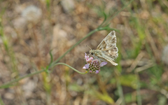 Muschampia orientalis