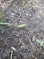 Rhogogaster chlorosoma