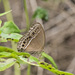 Horsfield's Bushbrown - Photo (c) Cheongweei Gan, some rights reserved (CC BY-NC), uploaded by Cheongweei Gan