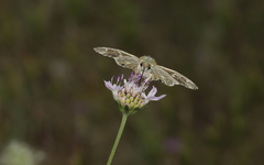 Muschampia orientalis