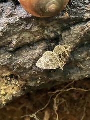Hypena abalienalis