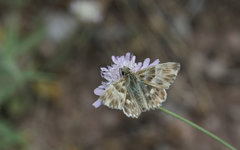 Muschampia orientalis