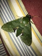 Euchloron megaera