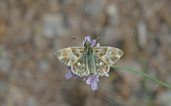 Muschampia orientalis