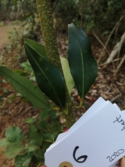 Alyxia spicata