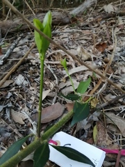 Alyxia spicata