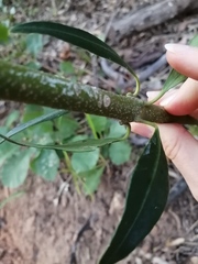 Alyxia spicata