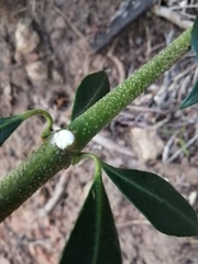 Alyxia spicata