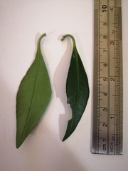 Alyxia spicata
