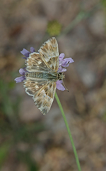 Muschampia orientalis