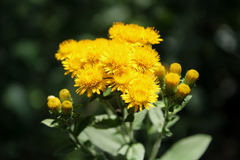 Pentanema germanicum