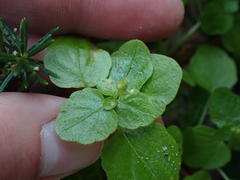 Leidesia procumbens