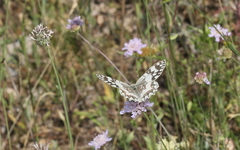 Melanargia larissa