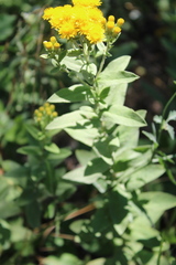 Pentanema germanicum