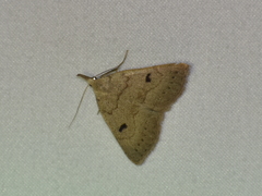 Chytolita morbidalis