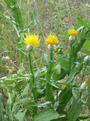 Centaurea chartolepis