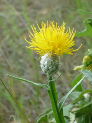 Centaurea chartolepis