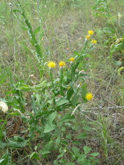 Centaurea chartolepis