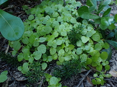 Leidesia procumbens