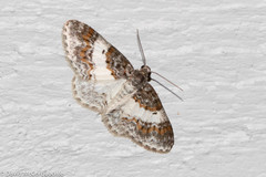 Hydrelia condensata