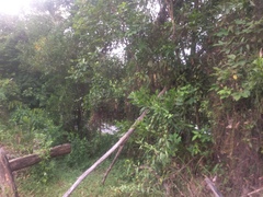 Ducula pickeringii