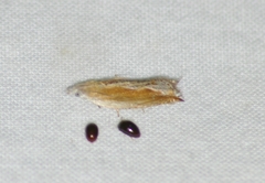 Ancylis goodelliana