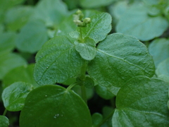 Leidesia procumbens
