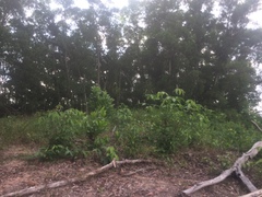 Ducula pickeringii