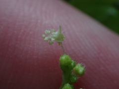 Leidesia procumbens