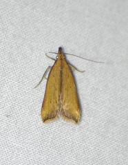 Dichomeris heriguronis