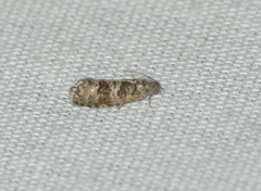Grapholita packardi
