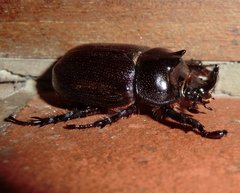 Cyphonistes vallatus