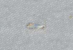 Phyllonorycter clemensella
