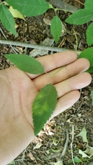 Zelkova