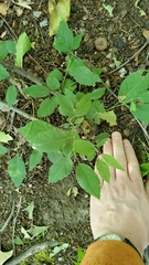 Zelkova