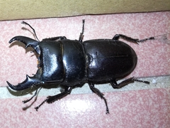 Serrognathus kyanrauensis