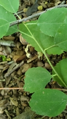 Zelkova