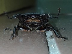 Serrognathus kyanrauensis