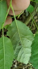 Zelkova