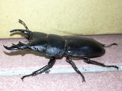 Serrognathus kyanrauensis