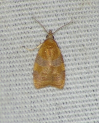 Cenopis diluticostana